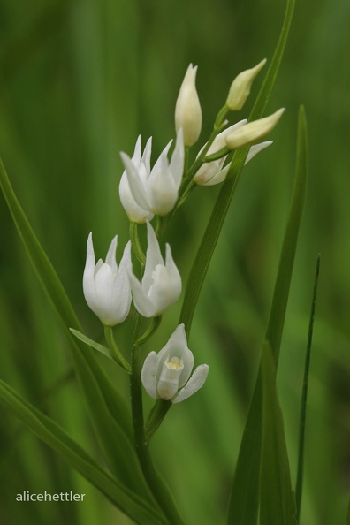 Schwertblättriges Waldvöglein (Cephalanthera longifolia)